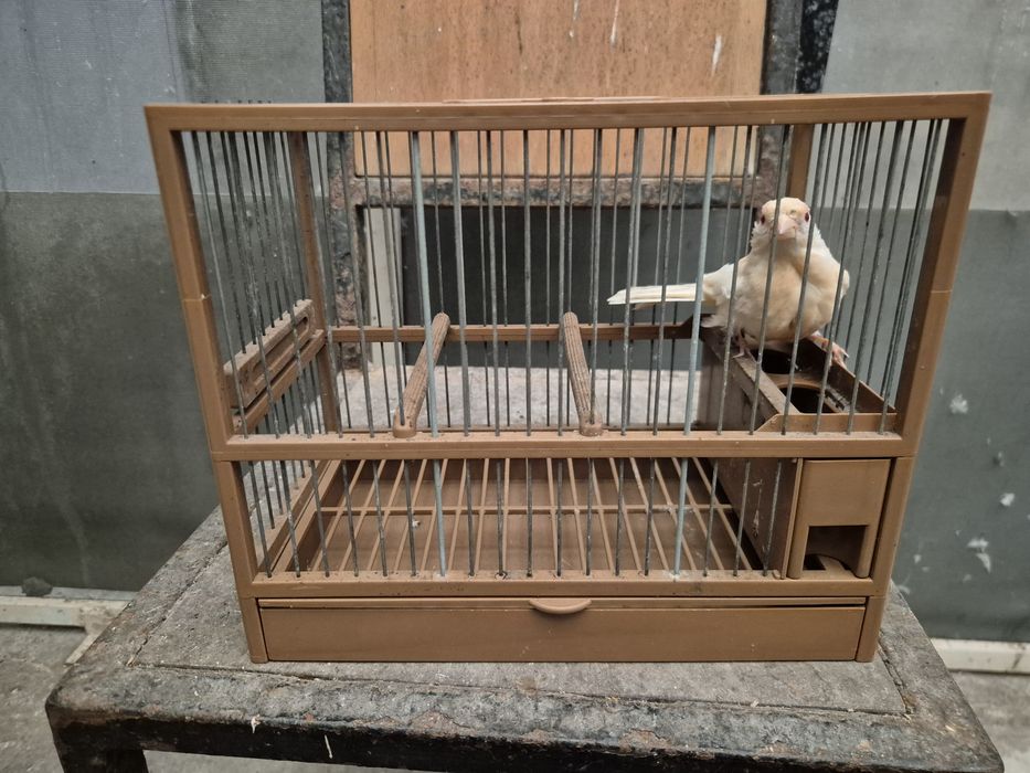 Carpodacos mexicanos