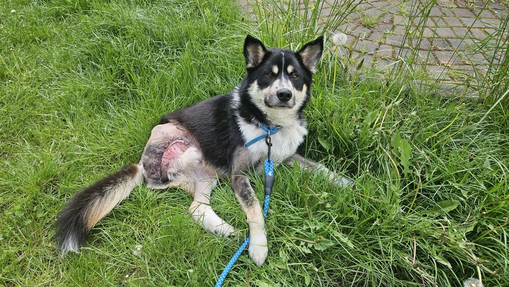 Особливий песик шукає дім!