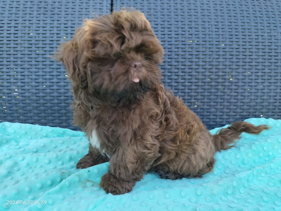 Czekoladowy chłopak Shih Tzu