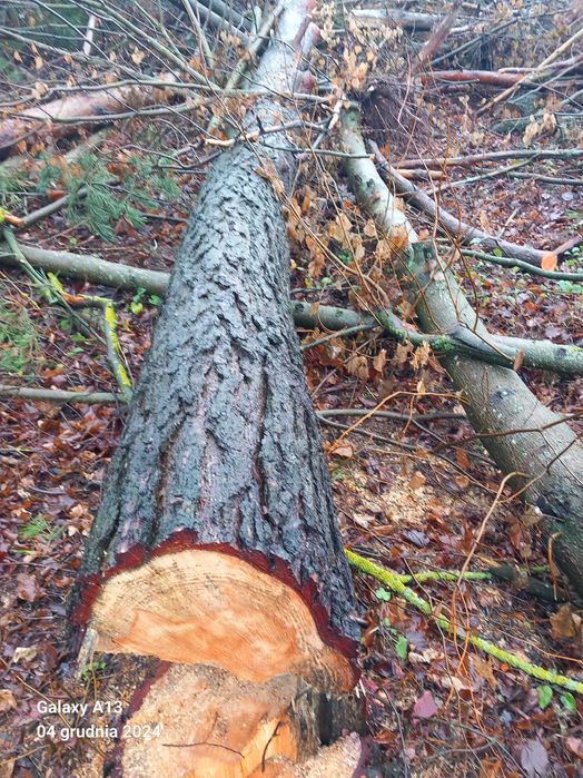 sprzedam dłużyce sosna