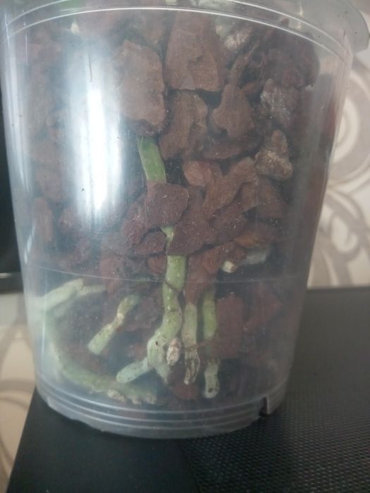 Орхідея * Гоя  *