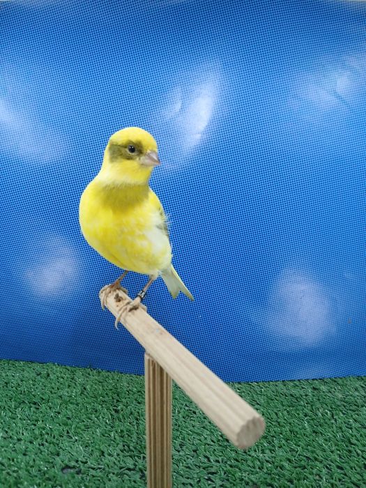 Kanarki Tymbrador Mini Border2025r