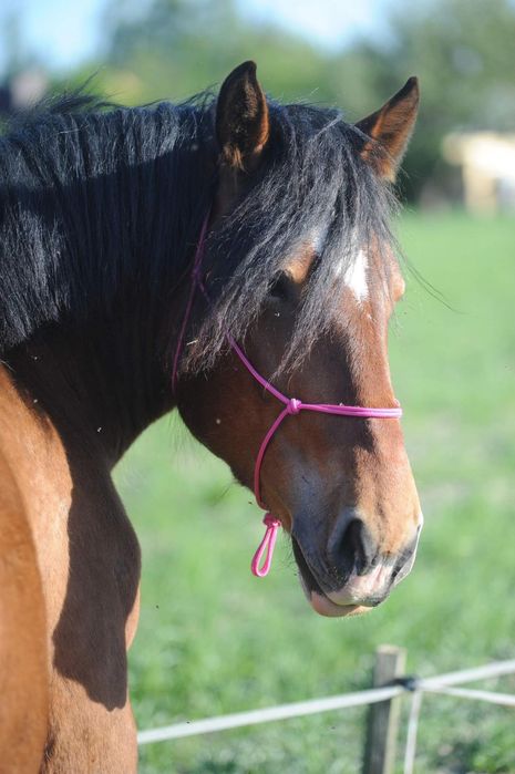 Piekna Klacz PKZ 5 lat. Wstępnie zajeżdżona