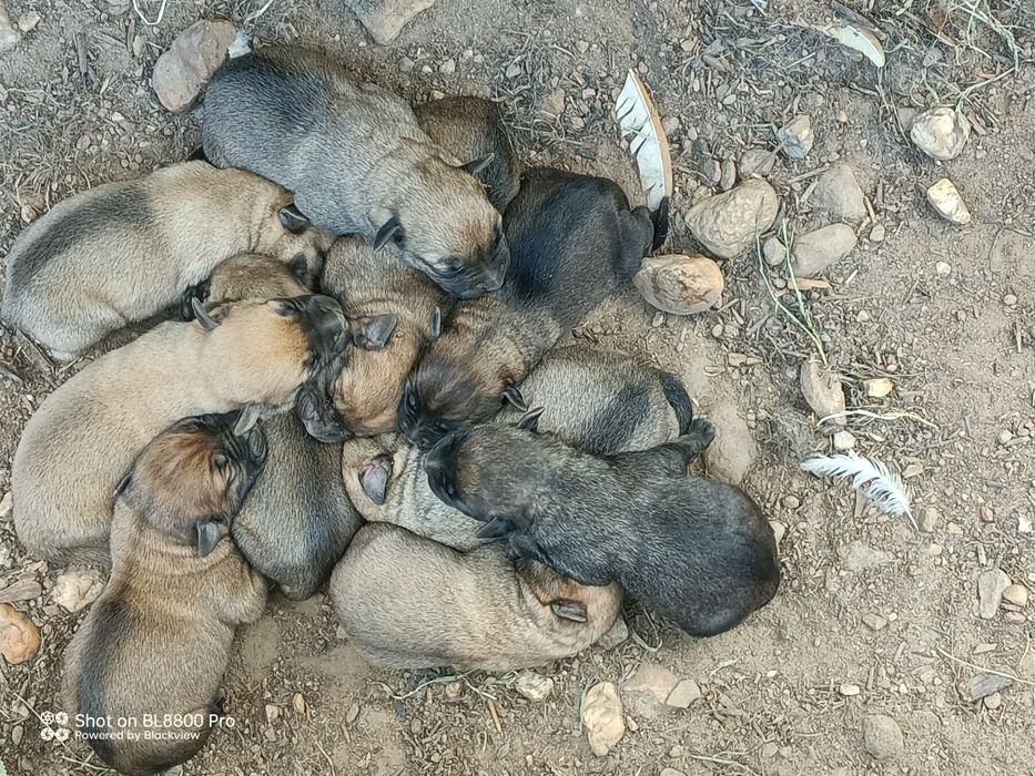 Dou cães mãe serra da estrela e pai não sei