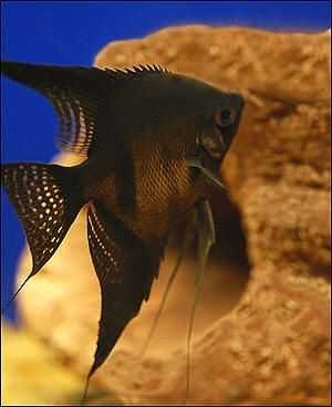 Żaglowiec skalar odmiana CZARNA - Pterophyllum - dowóz, wysyłka