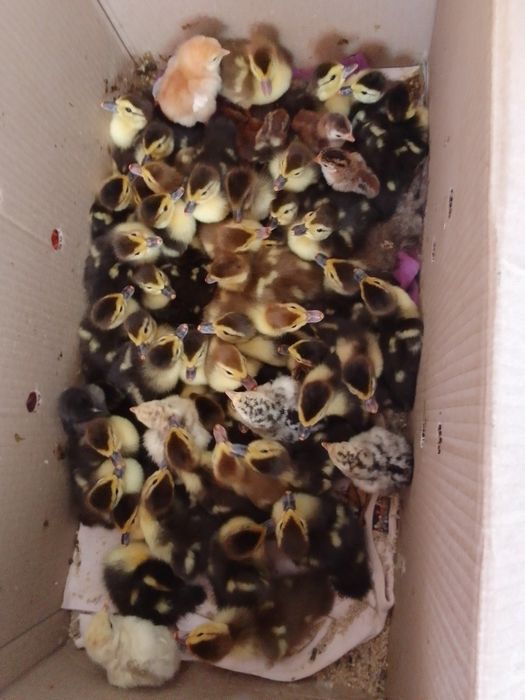 Качки мускатні"шипуни" важка лініячорні інкубаційне яйце  і каченята