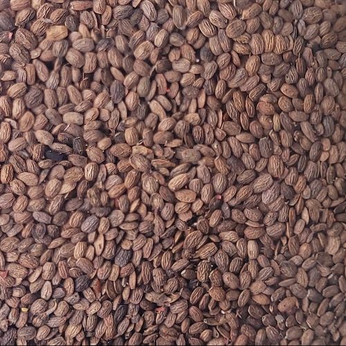 Saladera saradela igela wysyłam