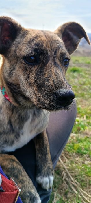 Śliczna, młoda suczka szuka domu