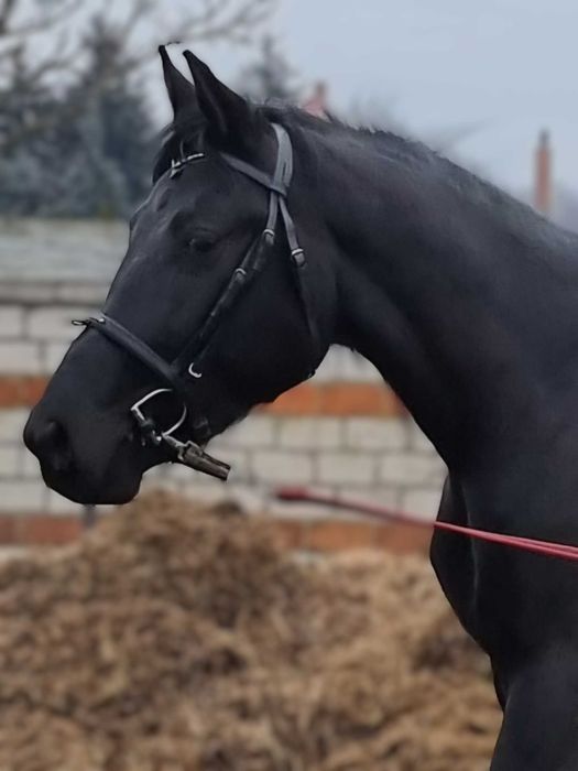 Kary ogier na sprzedaż.