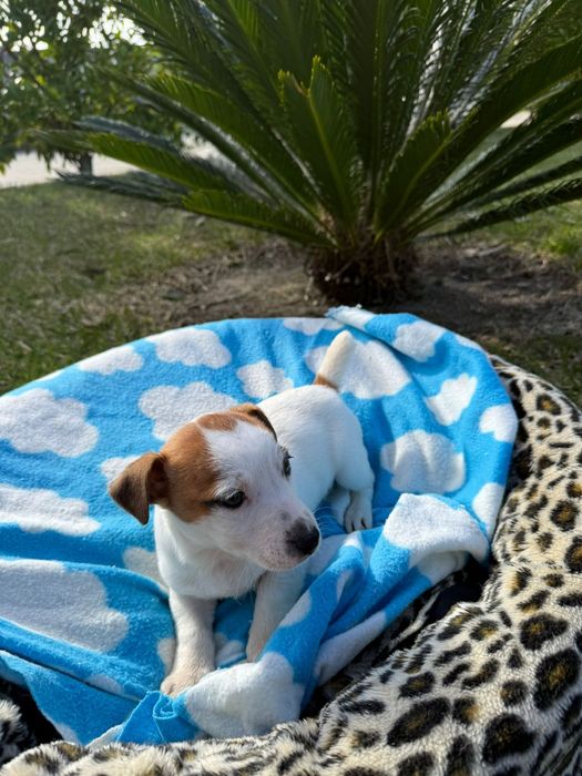 Jack Russell terrier