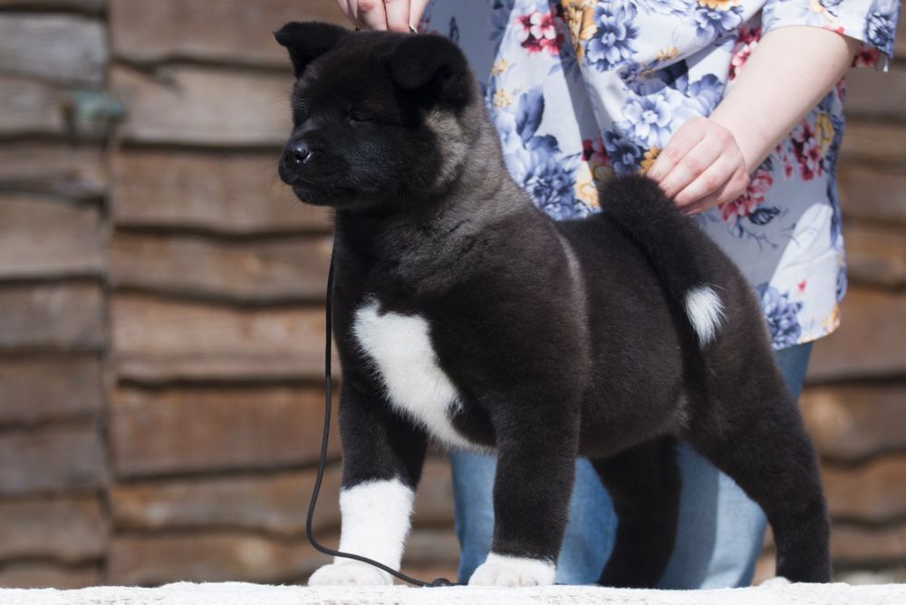 Дівчинка/хлопчики  американська акіта / американская акита