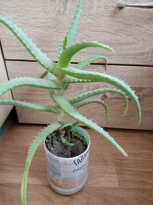 Алое столітник 3 роки