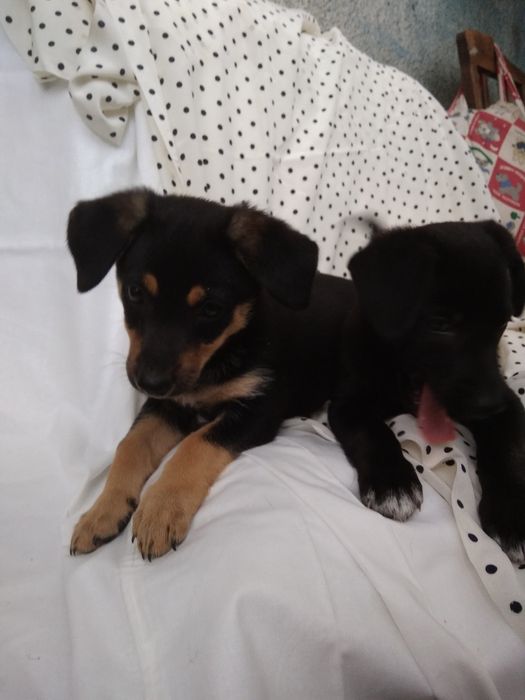 Фрося і Симба в добрие руки!!!