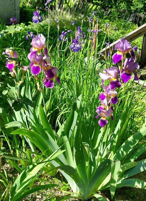 irysy , sadzonki, byliny