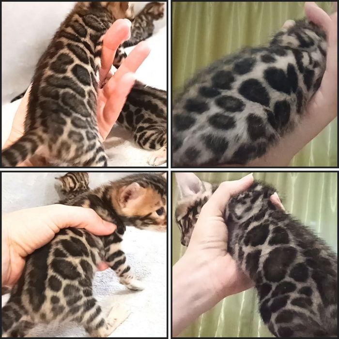 Бенгальские котята, бенгальські кошенята, бенгали