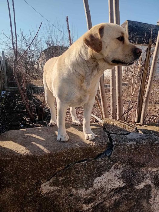 Вязка Лабрадор-Ретривер