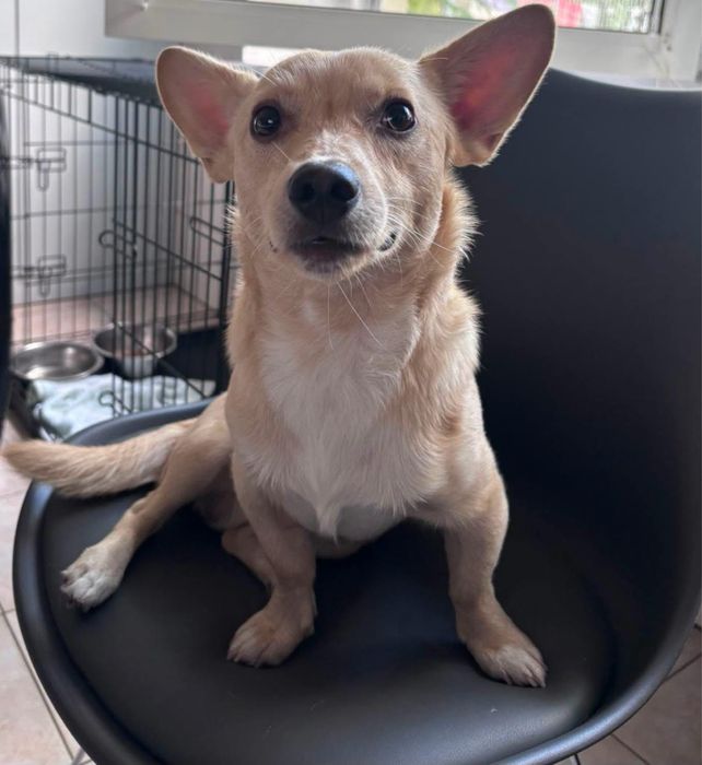 Oscypek-biszkoptowy niewilki mlody psiak do adopcji