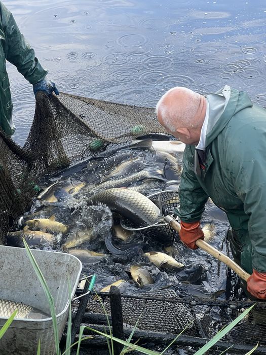 Amur biały duży, waga 8-12 kg/ sztuka