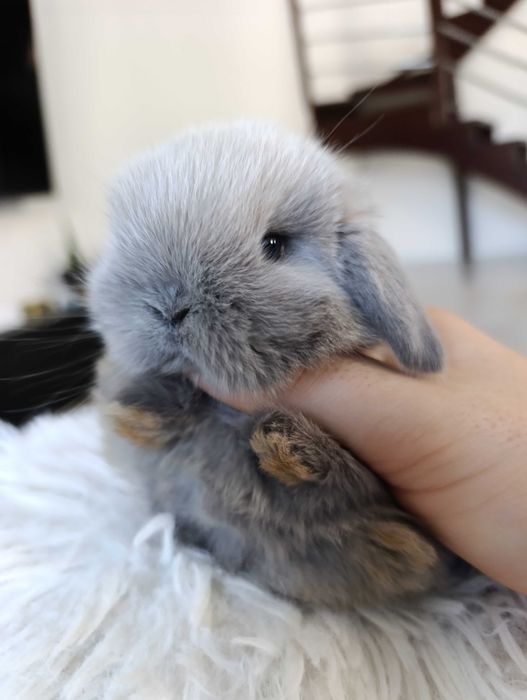 Mini lop karzełek Teddy hodowla zarejestrowana