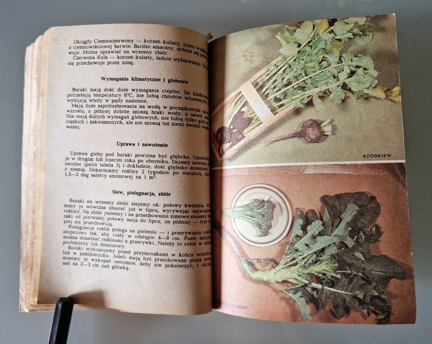 Zaborska, Zawistowska - Warzywa na działce i w kuchni