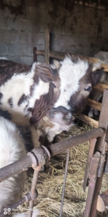 Продам телушку. Ціна договірна.