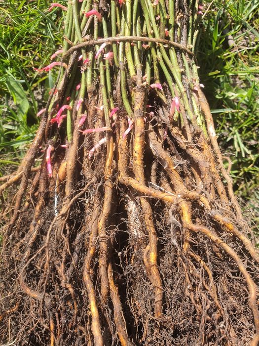 Dziczki podkładka multiflora erecta bezkolcowa