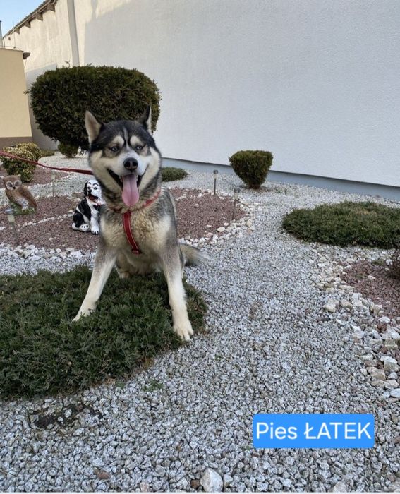 Husky Syberyjski
