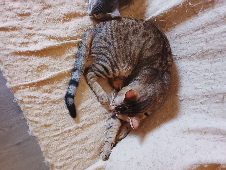Gatos para adoção