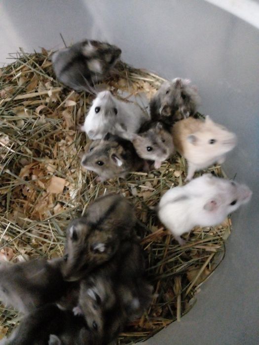 Джунгарики оптом! От 5 штук!