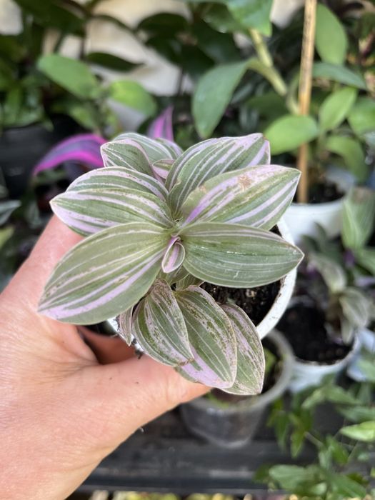 Mudas da minha coleção , dusponives