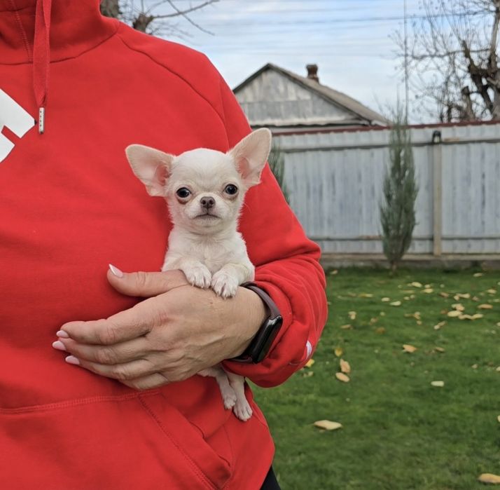 Чихуахуа. Чарівні красунчики.