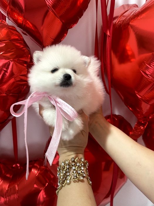 Померанські шпіци  любов без кордонів