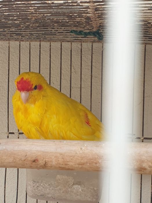 Troco kakariki fêmea amarela de 2024 por macho