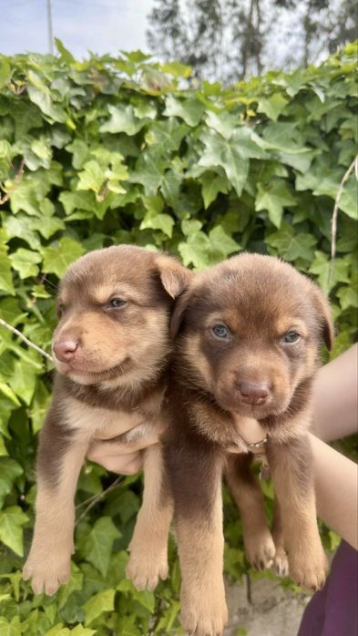 Cães bebés para adoção responsável