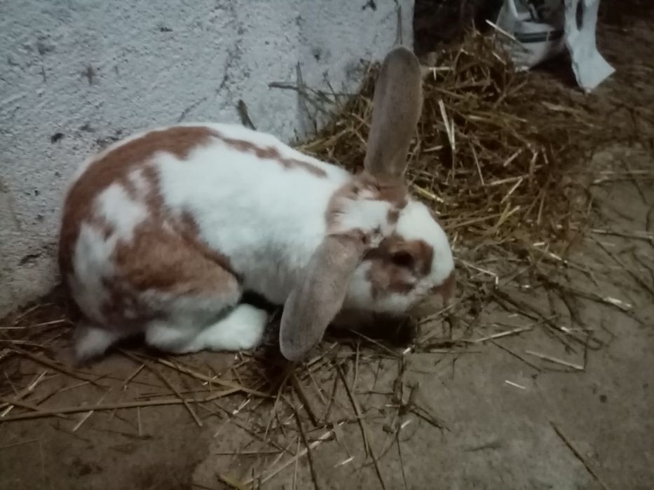 Coelhos Flandres X borboleta