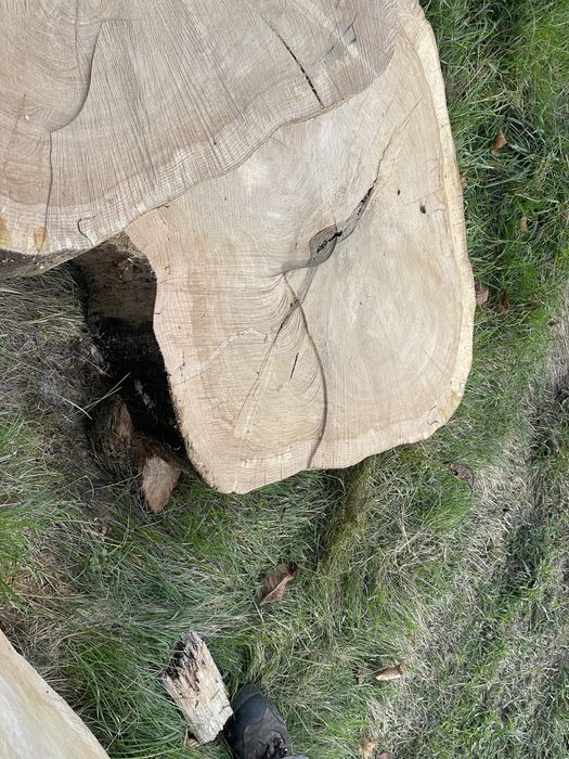 Plastry Dębowe 100cm