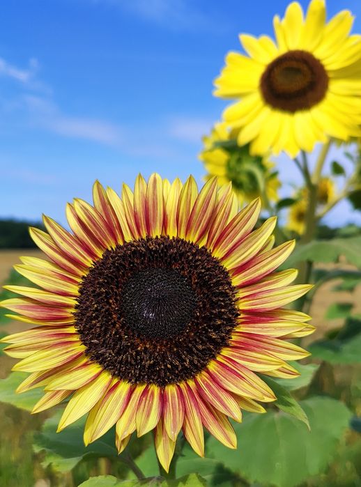 Słonecznik ozdobny na kwiat cięty