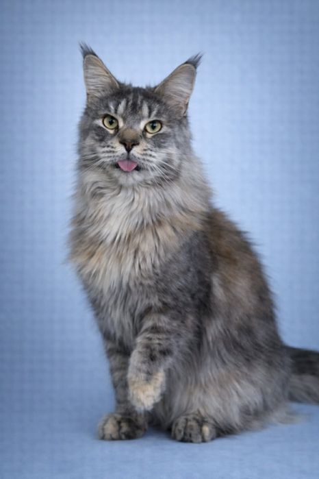 Девочка для семьи и любви