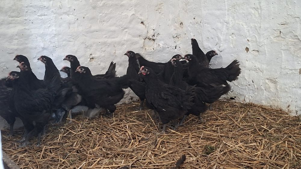 Koguty  australorp... czarny niebieski