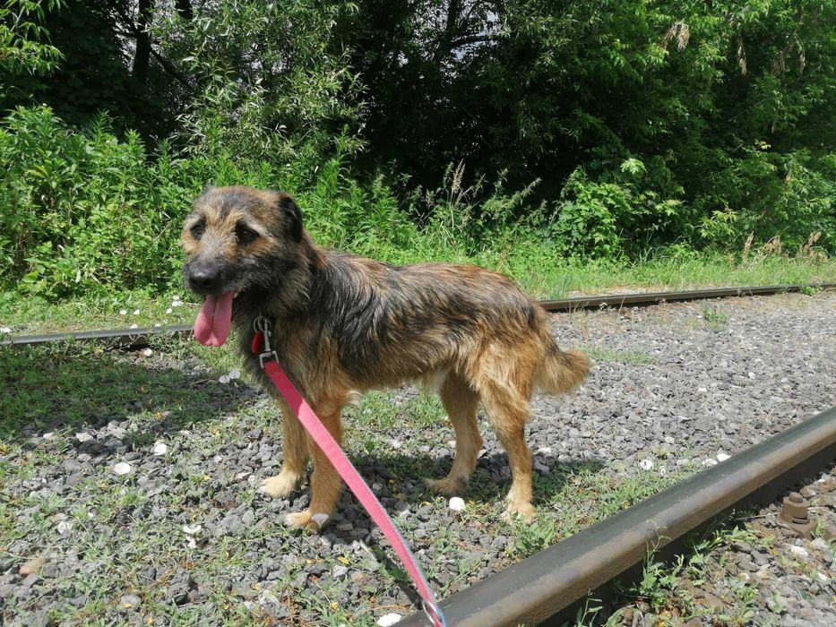 Timo czeka na dom...