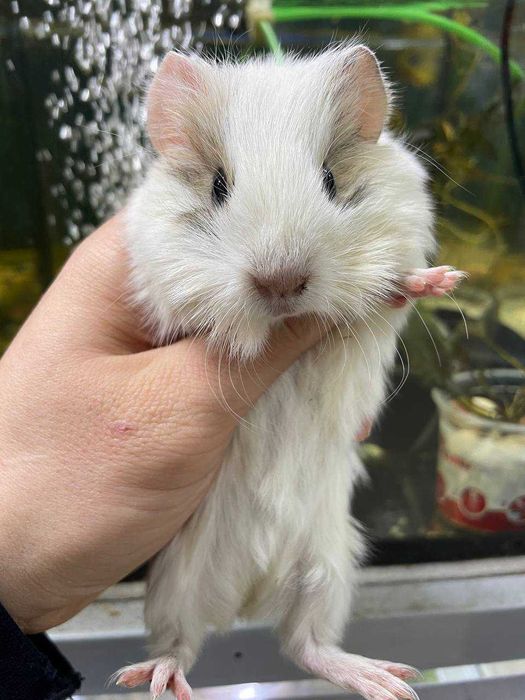 Морські свинки, морские свинки, різні окраси , 1 -2 місяці