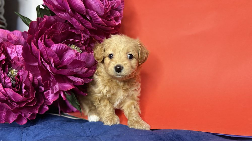 Дівчинка крихітка мальтіпушка