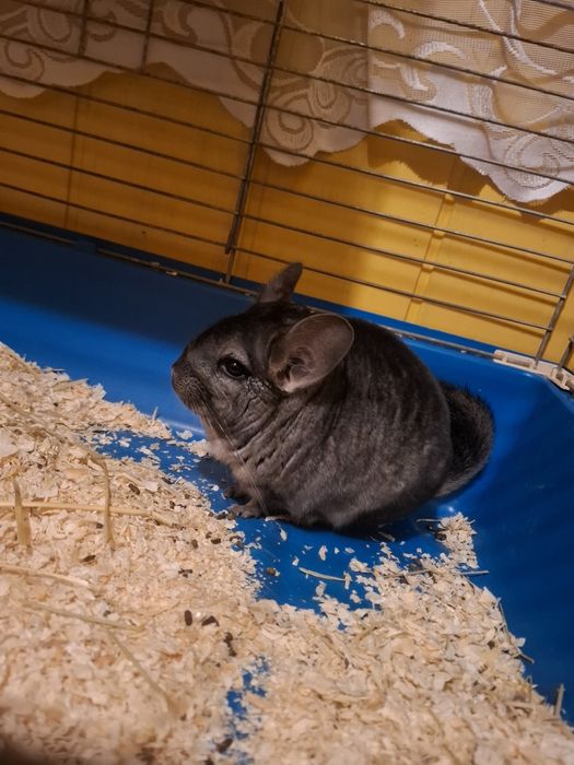 Sprzedam samice szynszyla