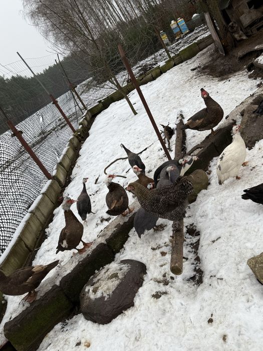 Kaczki piżmowe samce samice rozpłód