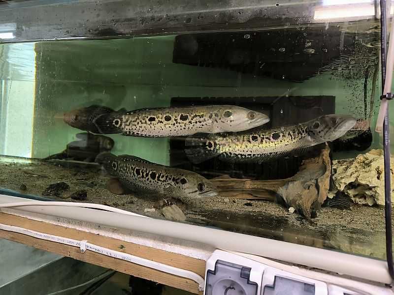 Channa pleuropthalma