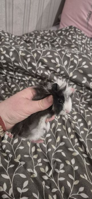 Продам морських свинок