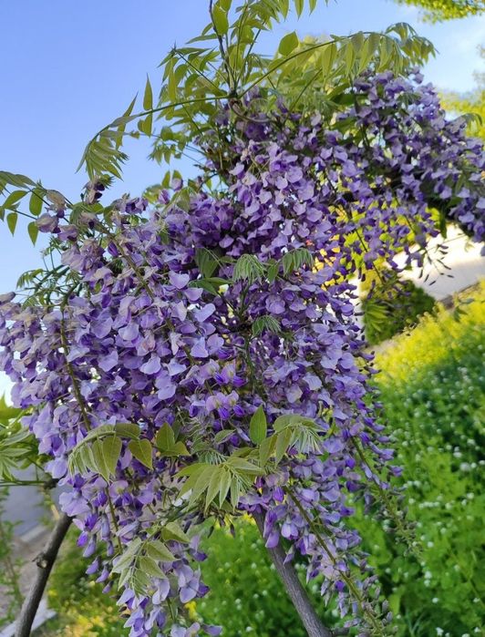 Черенки, живці, хакуро, вейгела, гліцинія, павловнія, матсудана, секка