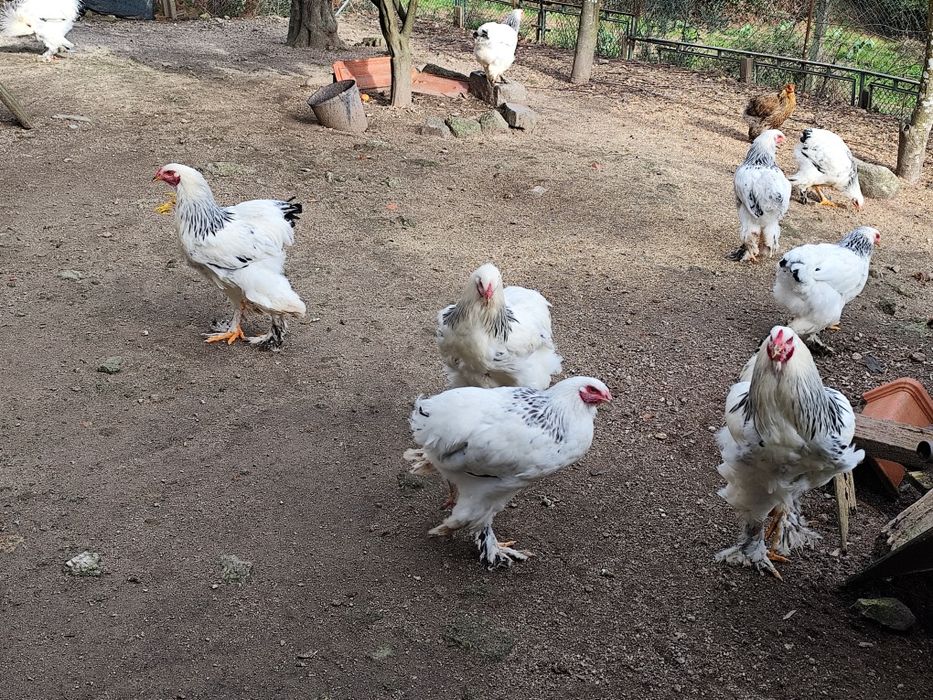 Casal galinhas Brahma light