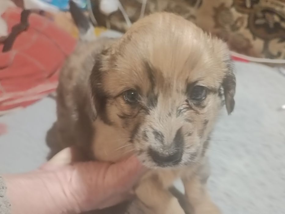 Віддам в добрі руки цуценят