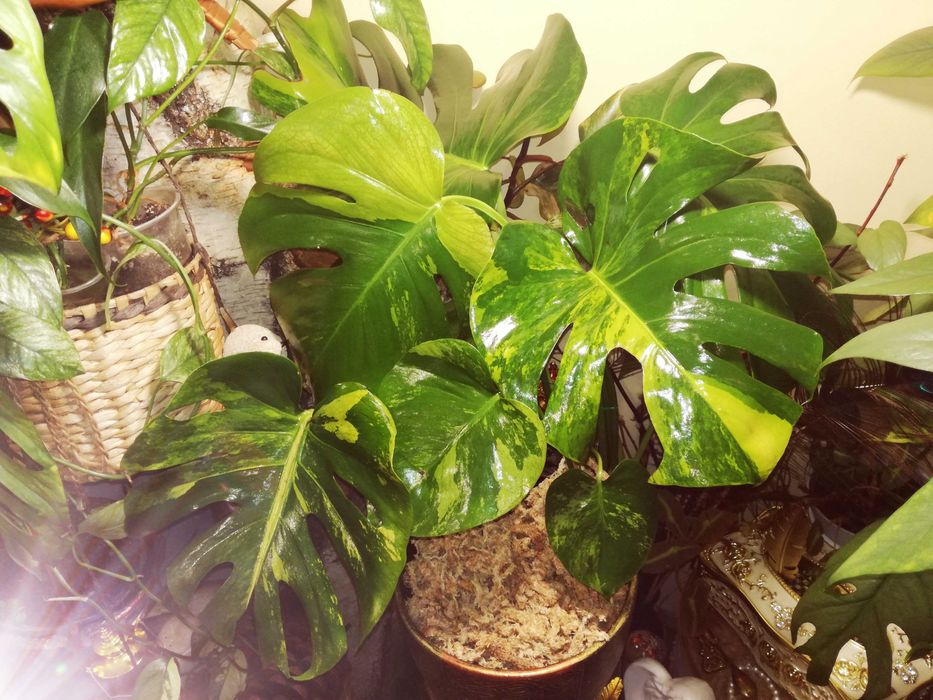 Monstera Yellow Marylin Mint Variegata NoID Marmorata Marilyn Mint GoG